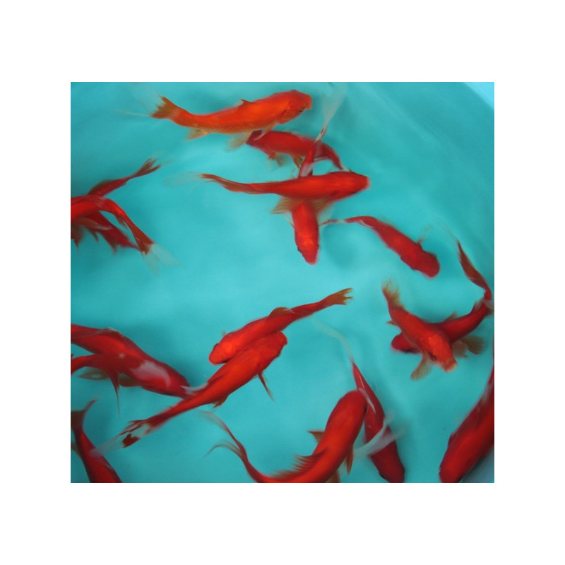 Cometes rouges 10-12 cm lot de 20